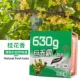 630G Giant-Siet Flower Osmanthus