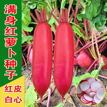 Red-skinned and white-hearted fruit radish seeds cropland vegetable gardens High-yield easy-to-grow tender and crispy vegetables