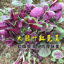 (Original packaging) Flower red round leaf red amaranth seed four seasons easy planting balcony courtyard potted spring vegetable seeds