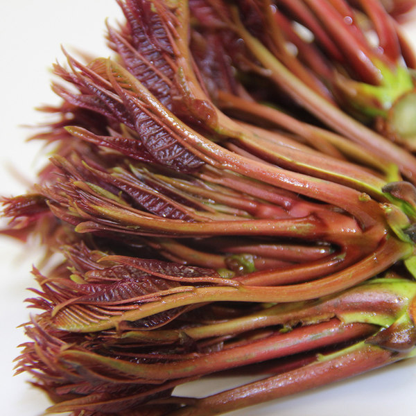 预售 山胖子 露天头茬 野生红香椿芽 1斤 天猫优惠券折后¥19.9包邮(¥24.9-5) 预售 山胖子 露天头茬 野生红香椿芽 1斤 天猫优惠券折后¥19.9包邮(¥24.9-5)