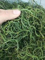 Kidney grass fossil grass Changbai Mountain wild Shiwei grass