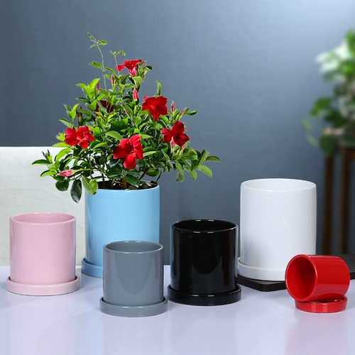 Керамический в северном стиле Простые цилиндрические черно -белые световые пояса отделяет лоток сочный зеленый укроп зеленое растение