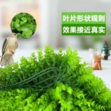 Моделирование зеленое растение фона стены зеленая виноградная полоска