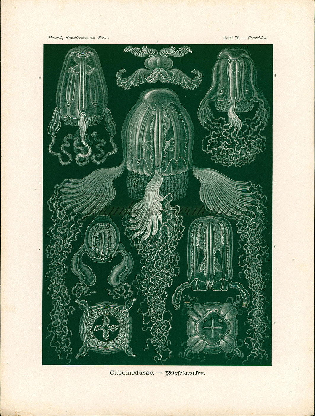 Foreign Retro Painting Core Cubic Water Mother Animal Figure 1900s Antique offset printing prints Heikelbothings-Taobao