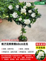 [Лаборатория в течение одного года] Бутик -палочный леденец Gardenia (около 60 см) [принесите цветы в судно с горшками в горшках]