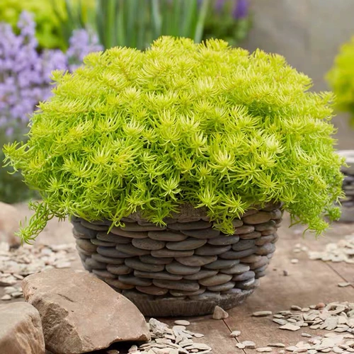 Фоджия травяной горшечный двор садовой крыша посадка зеленых саженцев, золотая кожаная бонсай, многолетние растения