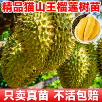 Thailands Musang King durian sapling grafted fruit golden pillow fruit tree seedlings planted in the north and south four-season fruiting potted plants