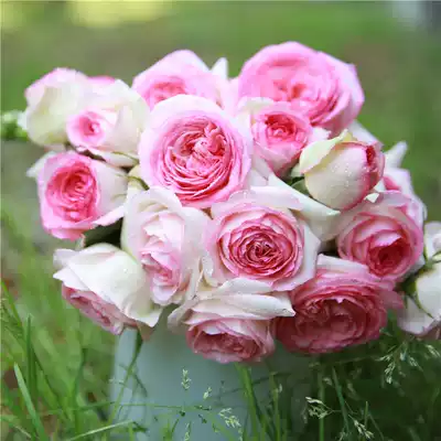 Fujimoto rose pink dragon sand gem rose flower seedling Vine rose rose vine plant garden flower pot