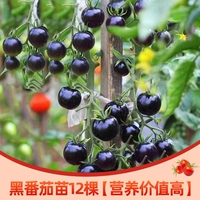 12 черных саженцев томатов [высокая пищевая ценность]