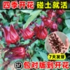 Товары от 临雅旗舰店