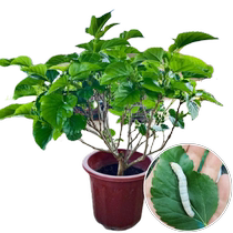 Live mulberry seedlings mulberry leaf saplings potted sericulture edible large-leaf mulberries outdoor courtyards green plants planted in all seasons in the north and south