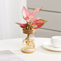 Geely Red+цилиндрическое стекло+основание