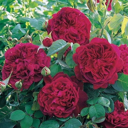 Шекспир 2000 Dolorku British Rose Rose Rose Rose Roos