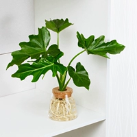 [⭐ взрывной бутик ️] Чуню+вулканическая чашка