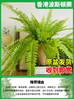 150#Hongkong Person+Send Hook [получите его, когда вы получите]]