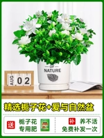 [Multi -Branch Big SEDINGINGS] Бутик -садовые тела с цветочными почками+керамическая любовь и природа+специальные удобрения [приносят цветы, разветвляющий ладан ».