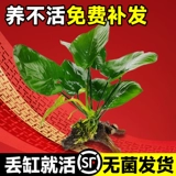 Шесть лет -шесть магазинов более 20 цветов водного баньянского водяного раны