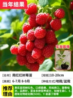 [Итоги года] 2 саженца красной малины Наньхун (около 10 см)