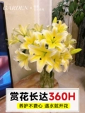 Хуан Тяньба цветы лилии желтая парфюмерная лилия с несколькими головками Юньнань база прямые волосы домашняя ваза цветы для выращивания воды