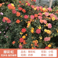 Радуга высотой около 1,6 метра