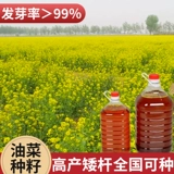 Четыре сезона высотой -лет -рапсовые свинины гилис