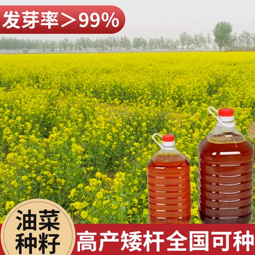 Четыре сезона высотой -лет -рапсовые свинины гилис