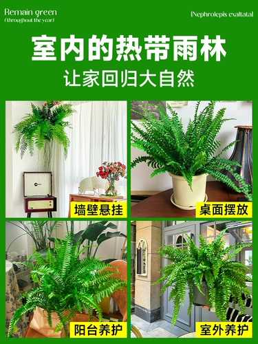 Personon папоротник ландшафтный посадка горшка орхидея висящая орхидея, висящая бостонская папорочная папорочная папородо