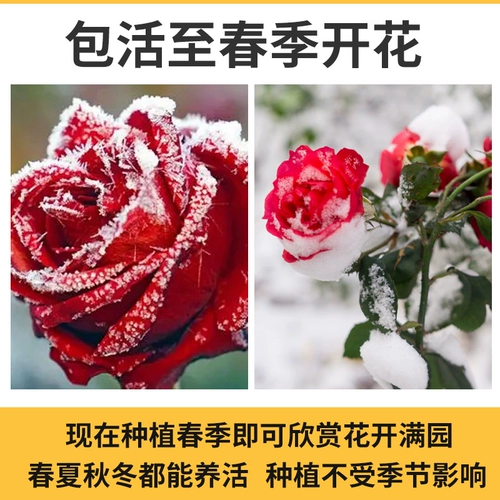 [1 метр 6 саженцев] Розовая цветок Мяо и Тенгто В этом сезоне великая виноградная лоза с цветочным лаком