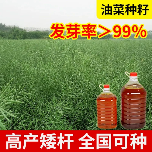 Четыре сезона высотой -лет -рапсовые свинины гилис