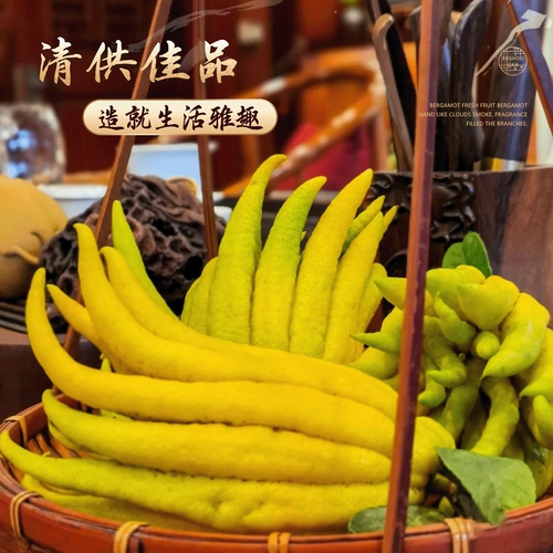 Гидропонное растение бергамота с ветвями, свежими фруктами, свежими украшениями из чайота, комнатное гидропонное зеленое растение в горшке, декоративная цветочная композиция