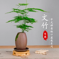 Бамбук+бассейн GAP+фиолетовый песочный тарелка+деревянная ловушка+посадка в горшок