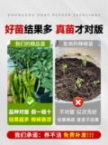 Аутентичный Zhangshu Pepper SeedLift Miao Hunan Pepper Seeds Feely Four Seasons Four Seasons Chao Tian Jiao Chili Pepper Pept Pot Pot