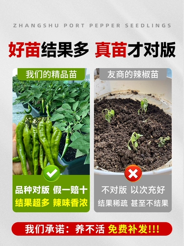 Аутентичный Zhangshu Pepper SeedLift Miao Hunan Pepper Seeds Feely Four Seasons Four Seasons Chao Tian Jiao Chili Pepper Pept Pot Pot