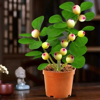 Сяо Пан Бодхи (бутик -фрукты) -оригинальный горшок