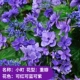 Комахи [бутик Miao расцветает полным]