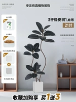 Каучуковое дерево 3-х опорное, 1,6 метра, 21 лист, черное + квадратный цементный горшок 