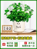 [Multi -Branch Big Seres] Бутик -сад с цветочными почками+керамические фьючерсы, бесконечные горшки+выделенные удобрения [приносят цветы, разветвляющий аромат полного дома]