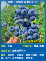 [Средние саженцы] Премиальная черничная корона