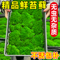 Moss fresh micro landscape green plant bonsai tabletop rockery landscaping material immortal white hair short velvet plant potted plant
