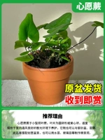 100#желание jue 【выбран Da ji】】