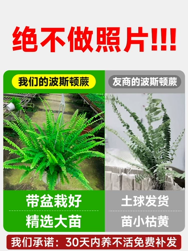 Personon папоротник ландшафтный посадка горшка орхидея висящая орхидея, висящая бостонская папорочная папорочная папородо