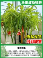 100#Malaysian Poston+Send Hook [выбрано да джи]