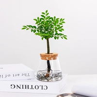 Черный древний чай+вулканическая чашка