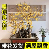 Саженцы деревьев Plummeli, сильные ароматные суксин ла -горшок старая куча бонсай посадка внутреннего двора и наружные красные цветы сливы и зеленые растения