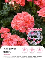 [С цветами и ароматом] очень широкие саженцы герани 40-50 см (оранжевый розовый #180) [Что вы видите, это то, что вы получаете]