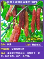 [ ✅Доставка с фруктами ✅] Шелковица длинноплодная 1 дерево 80см-1 метр