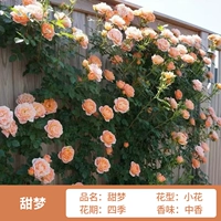 Сладкая мечта о высоте 1,6 метра