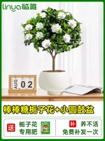 [Живи в течение одного года] a -level Lollipop Forme Forme Florch Flower+керамический маленький круглый барабан (принесите цветы и корабль с горшками в горшках]