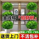 Деньги баньян горшечный завод в помещении деньги деньги гостиная гостиная крупно