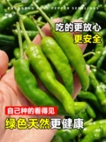 Аутентичный Zhangshu Pepper SeedLift Miao Hunan Pepper Seeds Feely Four Seasons Four Seasons Chao Tian Jiao Chili Pepper Pept Pot Pot